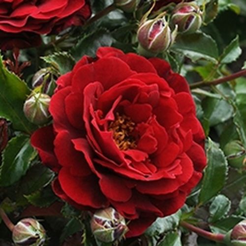 Rosa Draga™ - rojo - Árbol de Rosas Floribunda - rosal de pie alto- forma de corona tupida